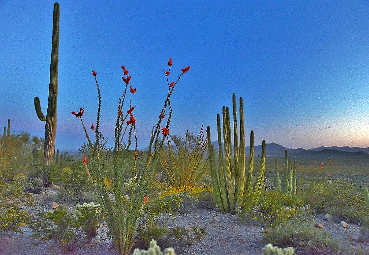 desert cacti  in sunset